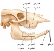 جمجمة